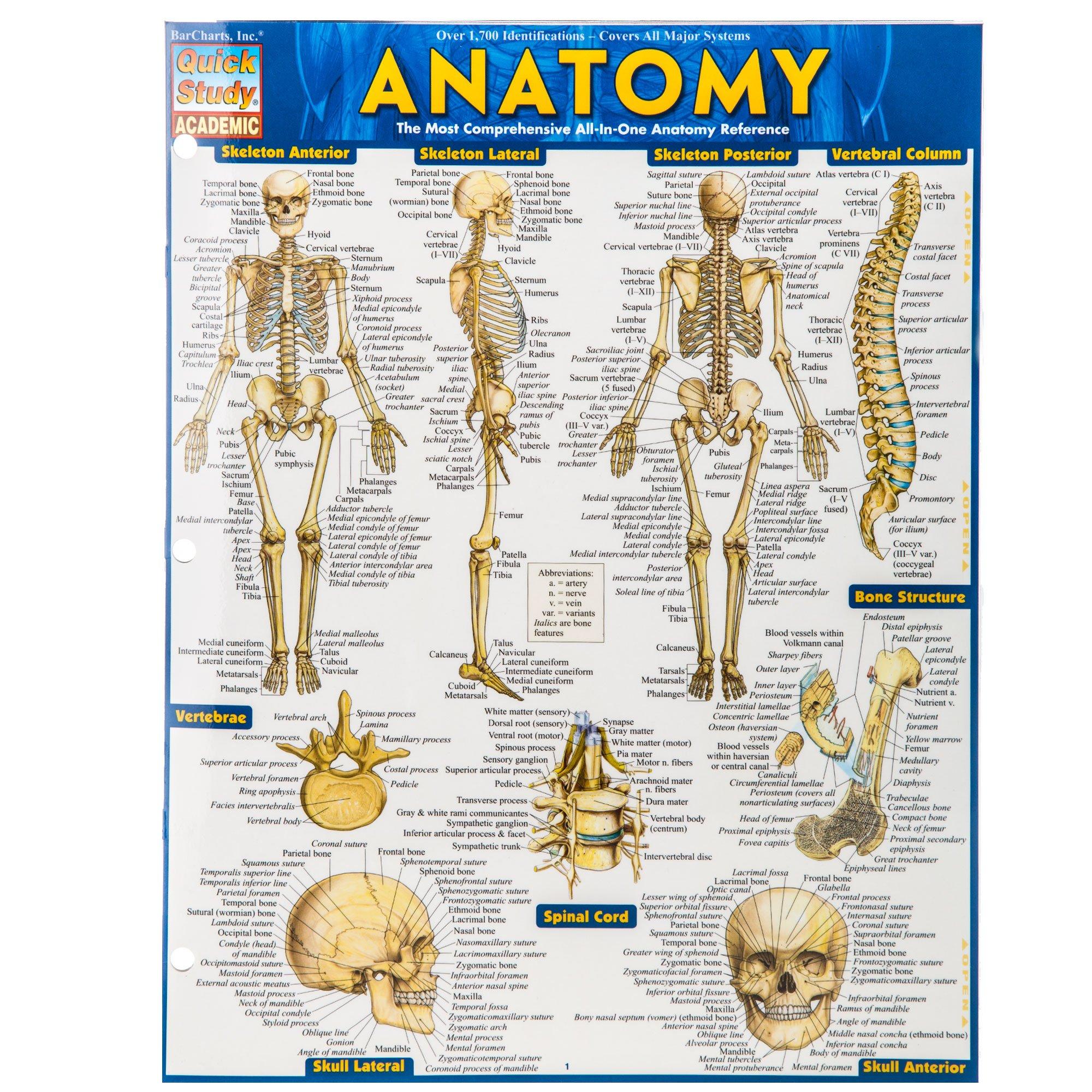 Anatomy Quick Study Guide | Hobby Lobby | 993261