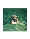 Joyce Manor - Cody Vinyl LP Hot Topic Exclusive, , hi-res