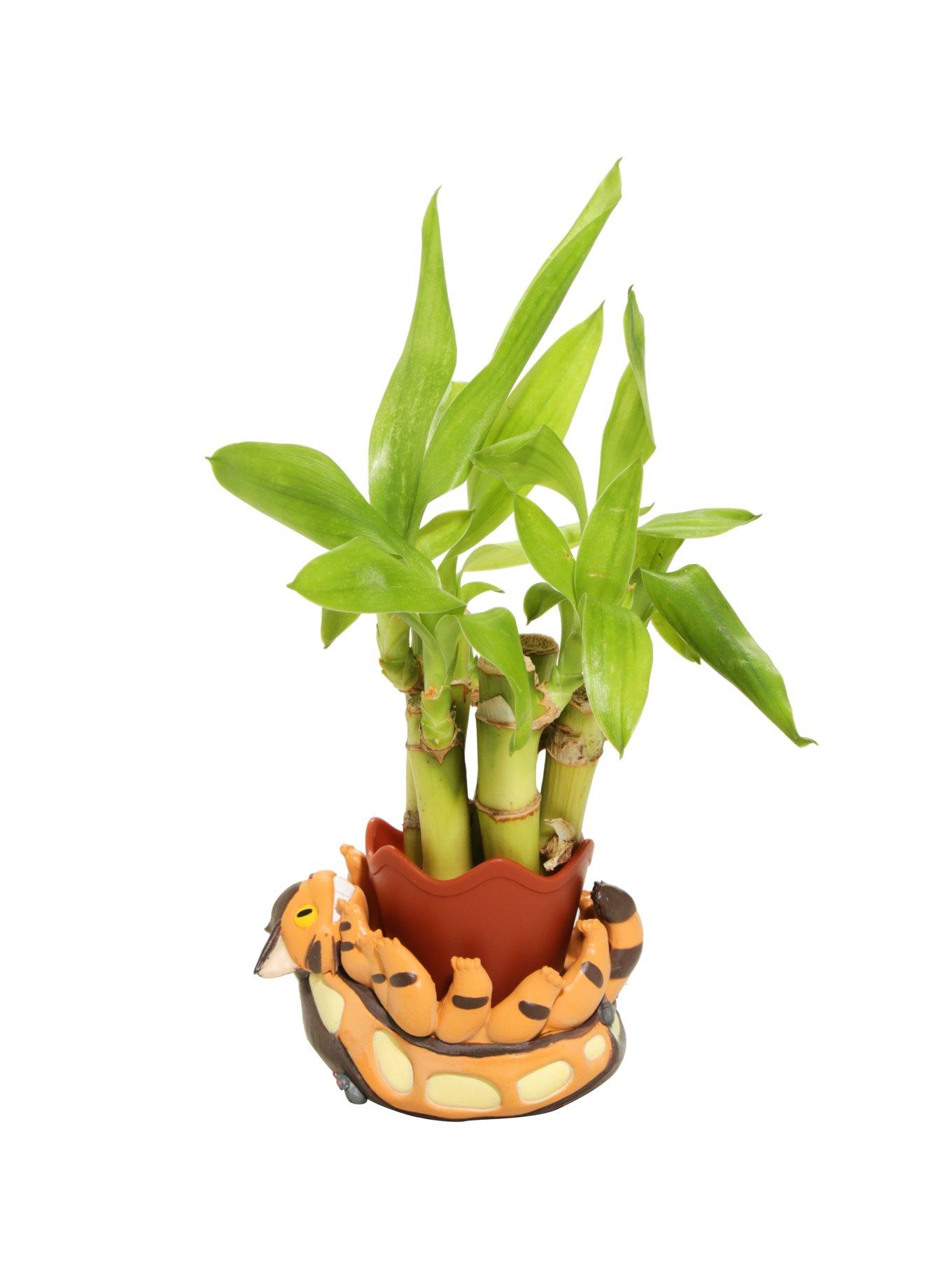 kosten olivenbaum 60 jahre Olivenbaum ,60 Jahre, knorriger Gartenbonsai – toskanagartenshop main image 1