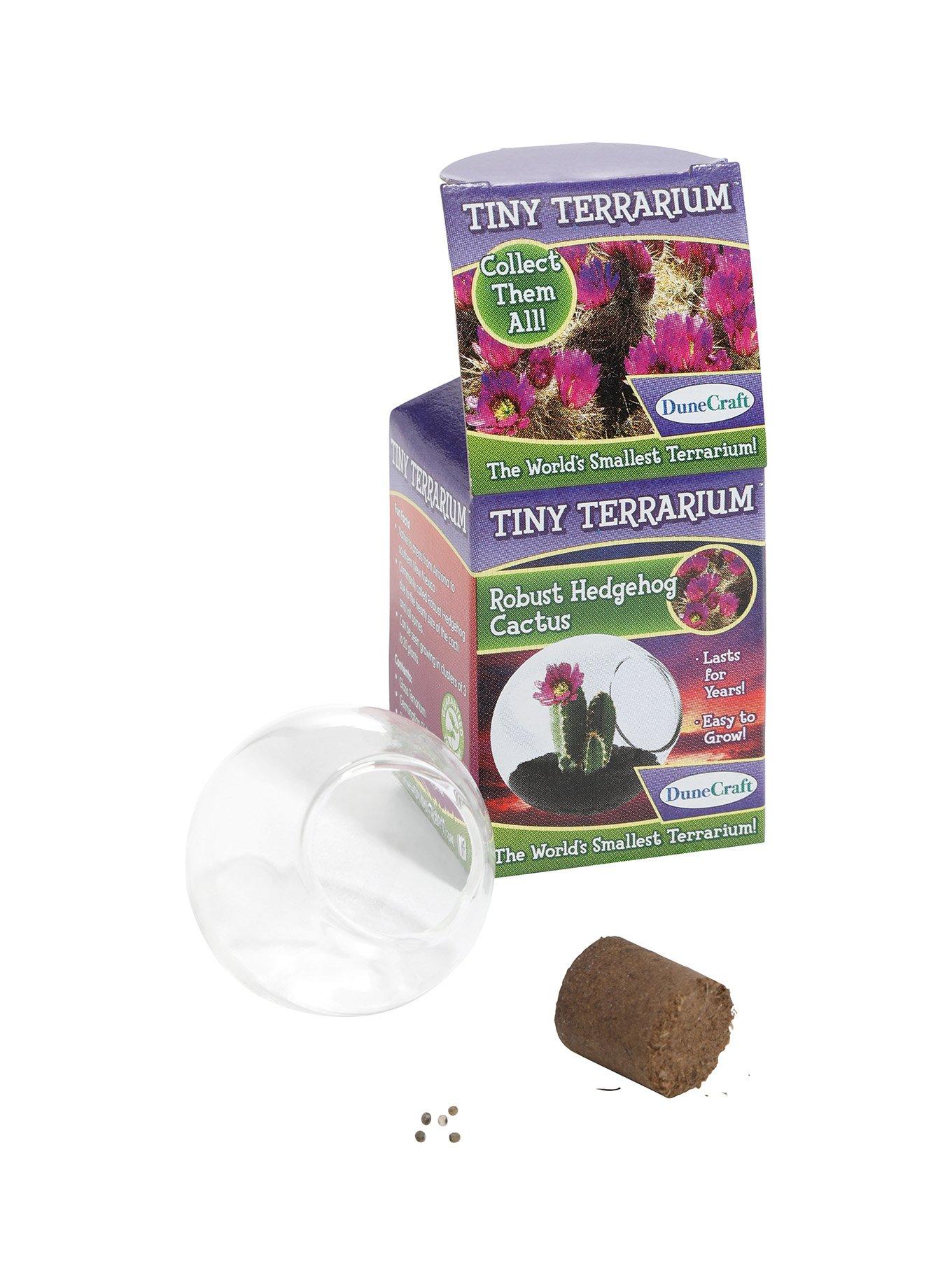 Robust Hedgehog Cactus Tiny Terrarium, , hi-res