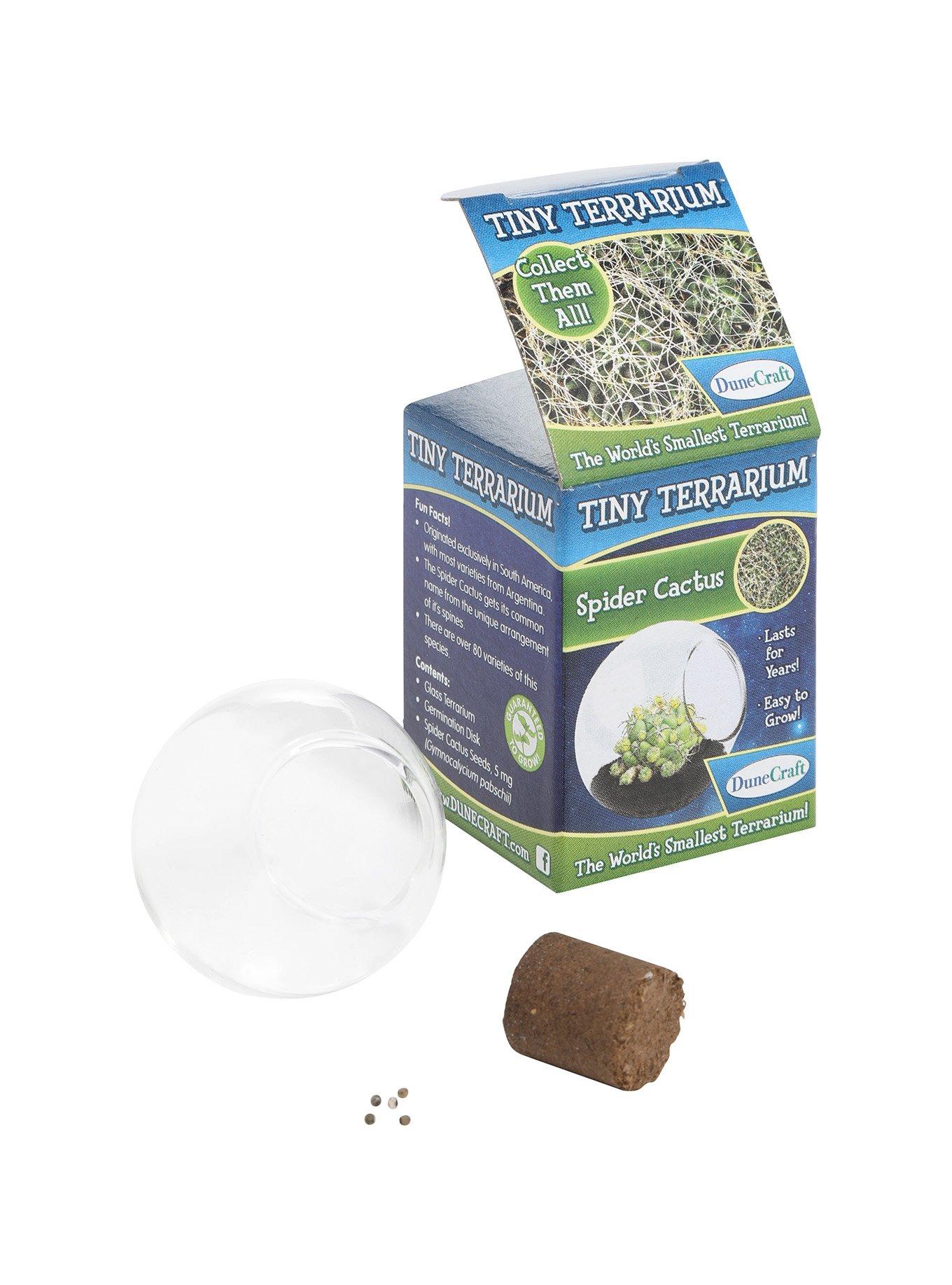 Spider Cactus Tiny Terrarium, , hi-res