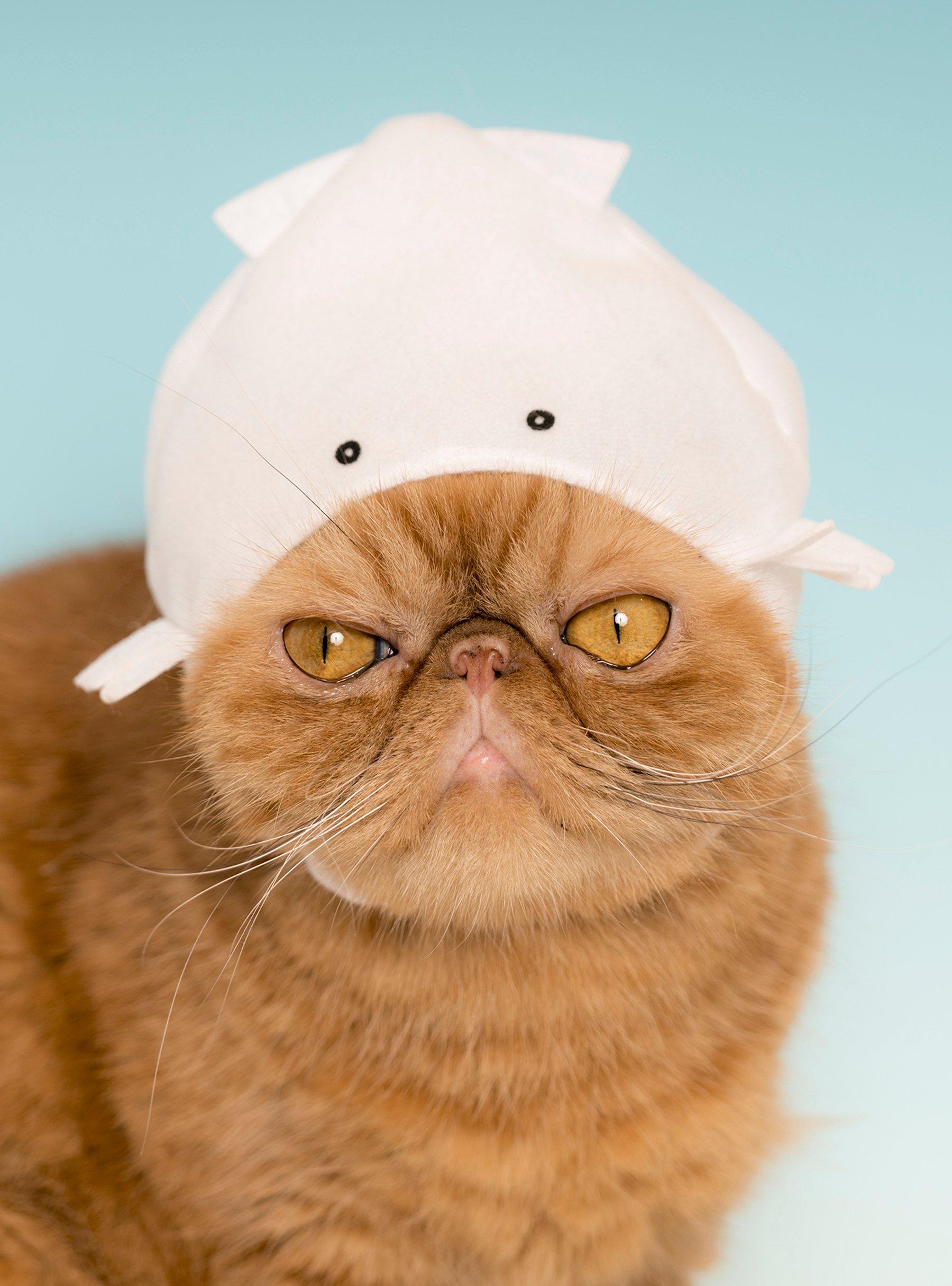 Cat Cap Blind Box, , hi-res