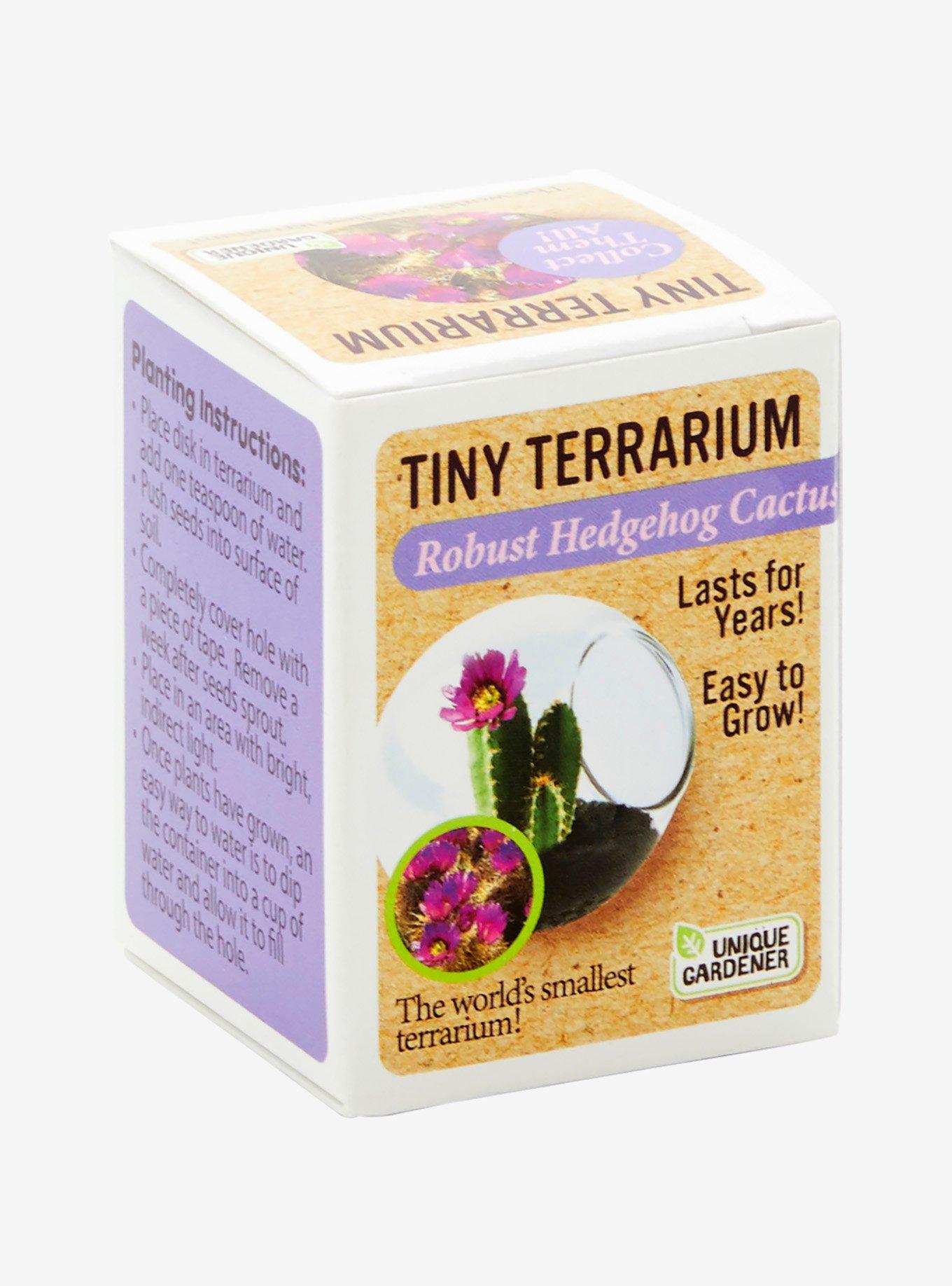 Robust Hedgehog Cactus Tiny Terrarium Kit, , hi-res