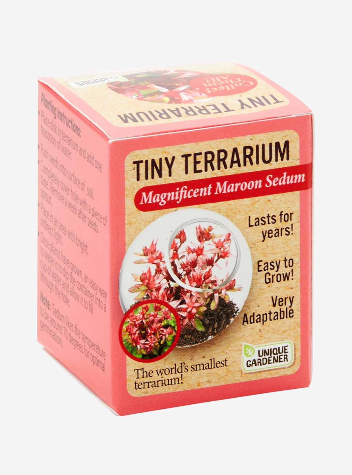 Magnificent Maroon Sedum Tiny Terrarium Kit, , hi-res