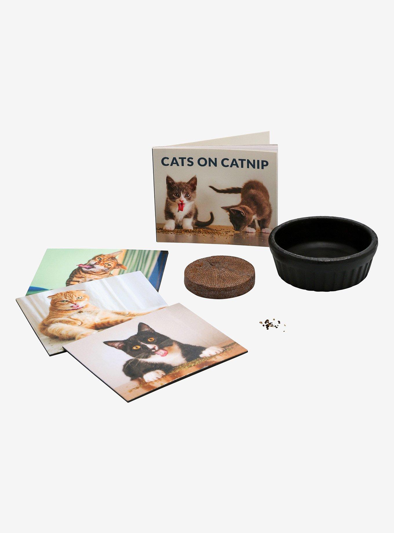 Cats on Catnip: A Grow-Your-Own Catnip Kit, , hi-res