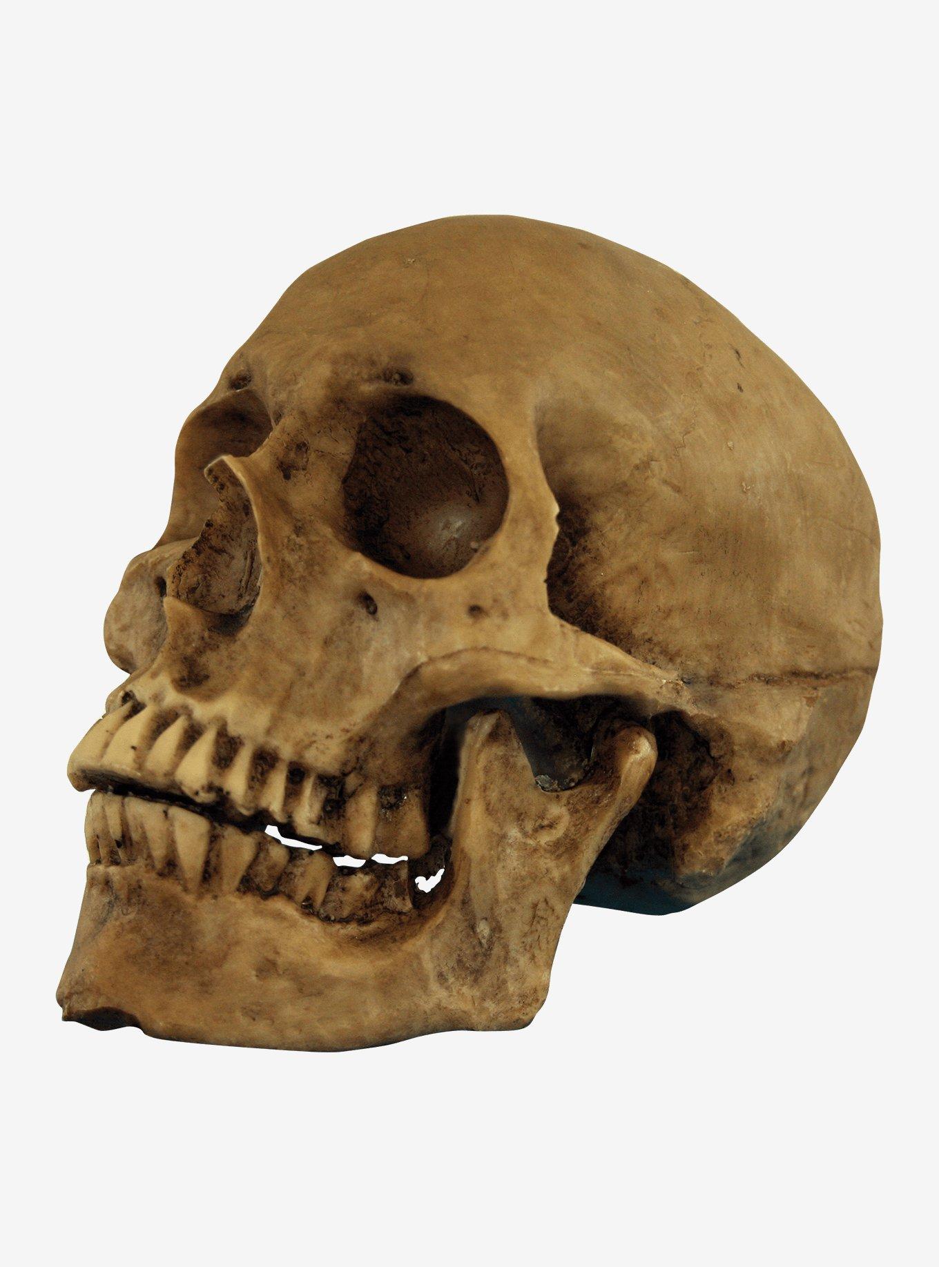 Resin Cranium Skull Decor