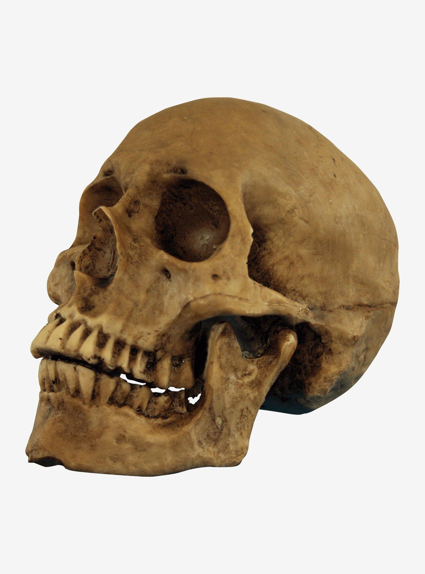 Resin Cranium Skull Decor, , hi-res