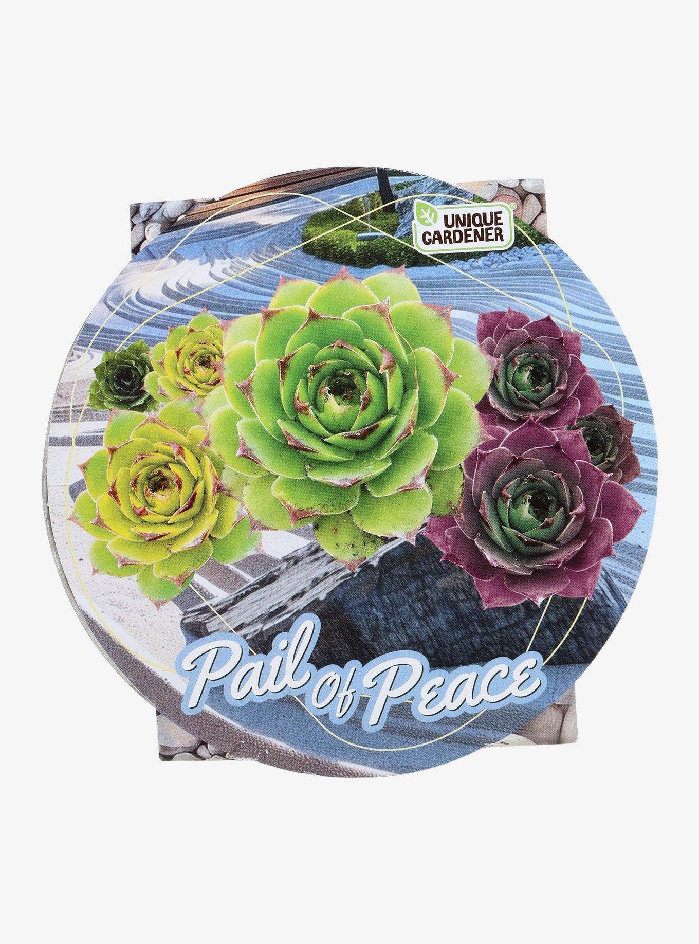 Pail of Peace Succulent Grow Kit, , hi-res