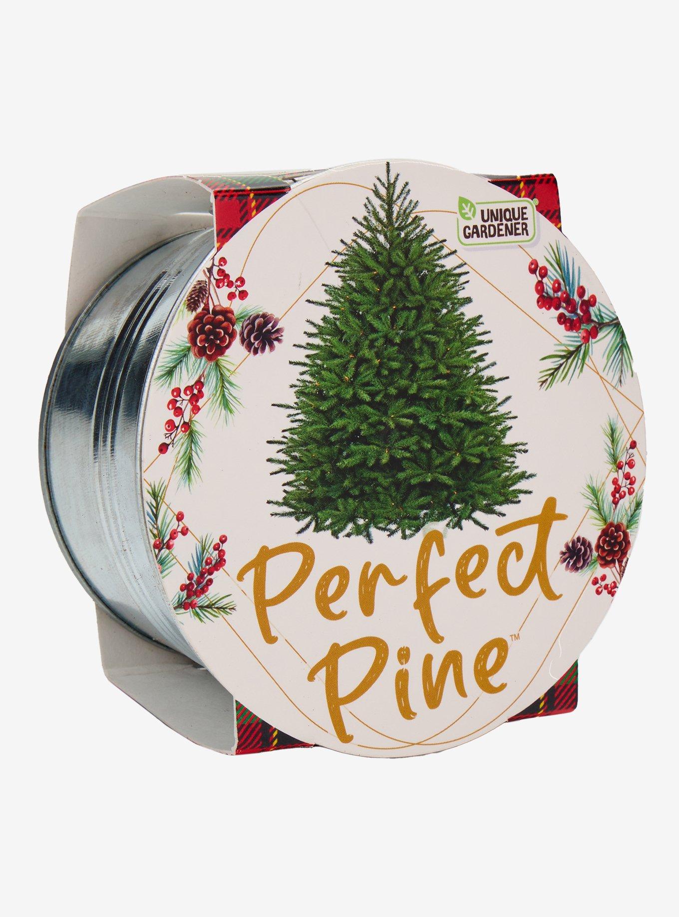 Perfect Pine Grow Your Own Christmas Tree Kit, , hi-res