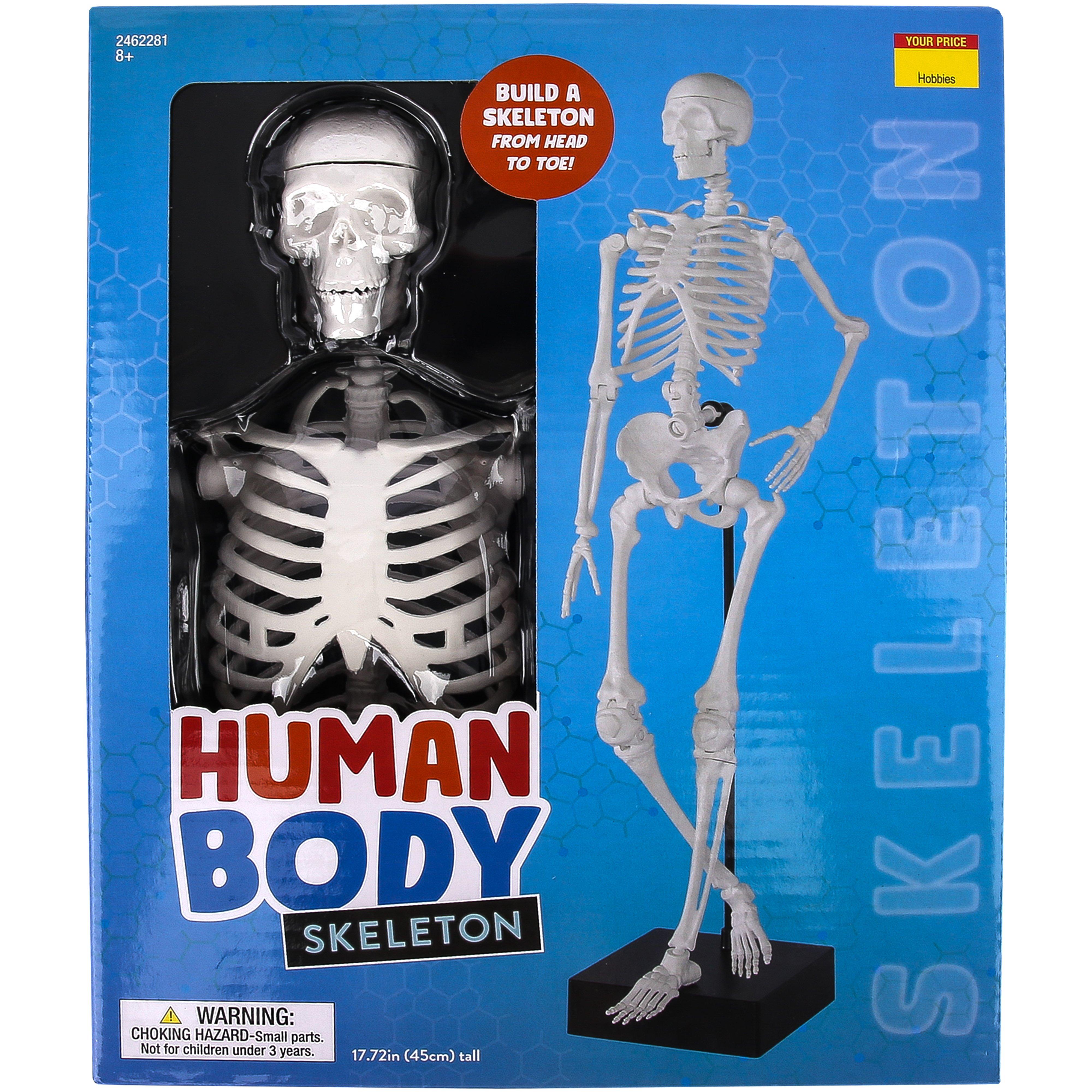 Human Body Skeleton, Ages 8 and Older | Mardel | 4213021