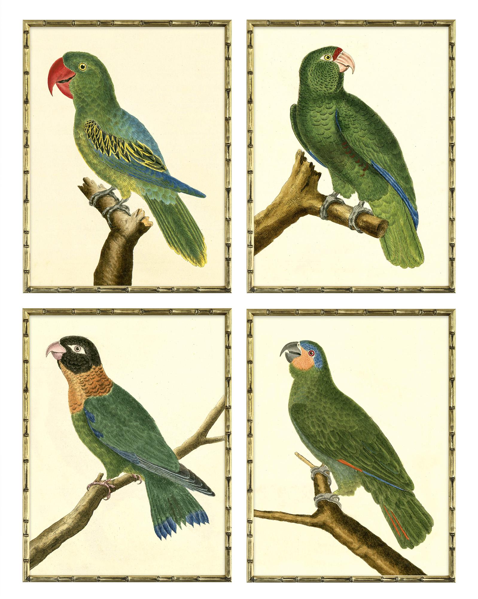Parrot Series