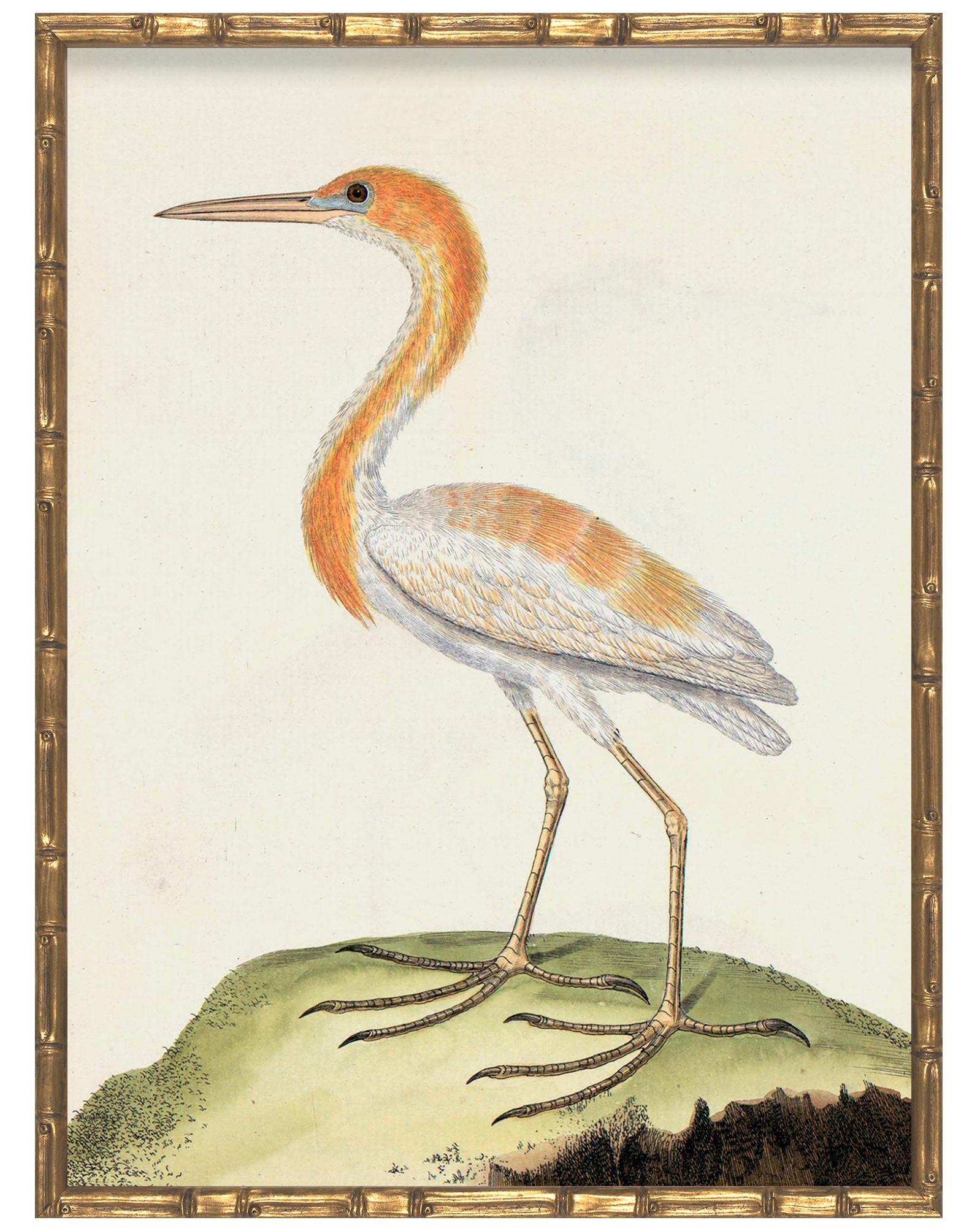 アート・デザイン・音楽 CLASSIC NATURAL HISTORY PRINTS BIRDS 71uEiPiZudL._UF350,350_QL50_.jpg