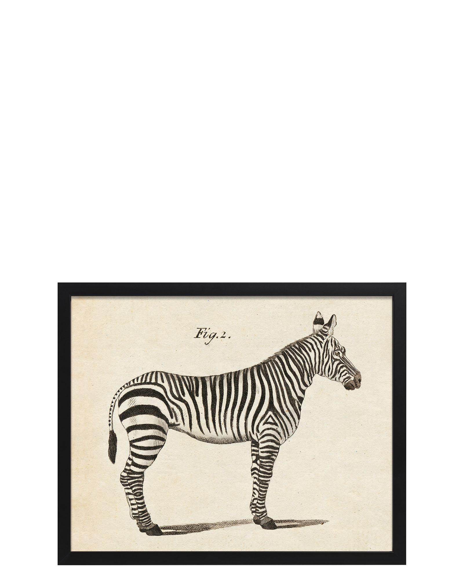 Rainbow Zebra, Nursery, Art, Animal, Print -  Canada