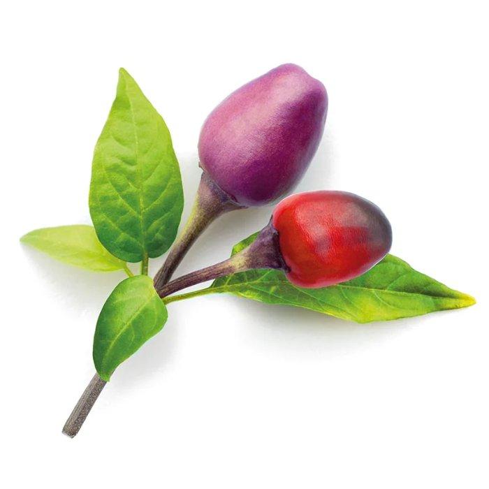 

Click and grow plant pods, 3-pack, sgr46x3 – purple chili pepper