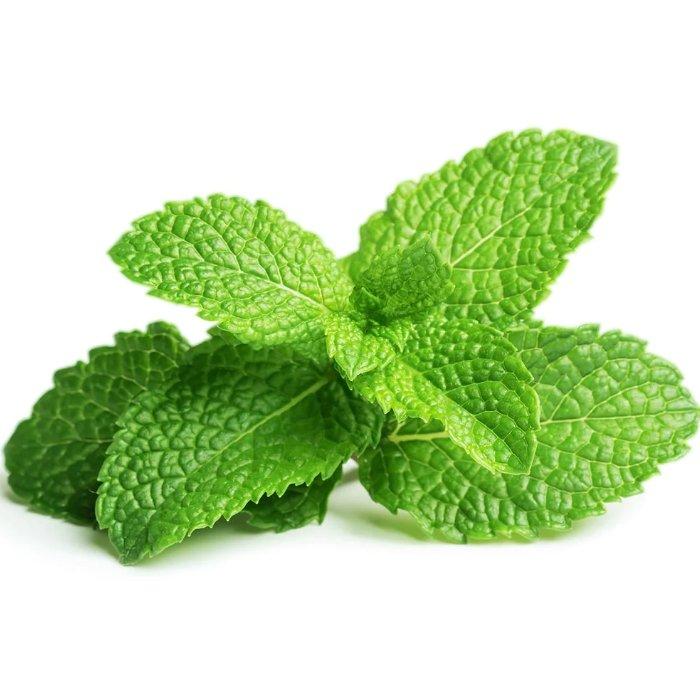 

Click and grow plant pods, 3-pack, sgr22x3 – peppermint