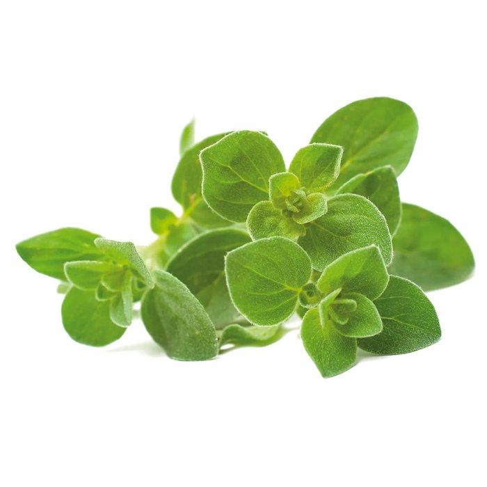 

Click and grow plant pods, 3-pack, sgr31x3 – oregano