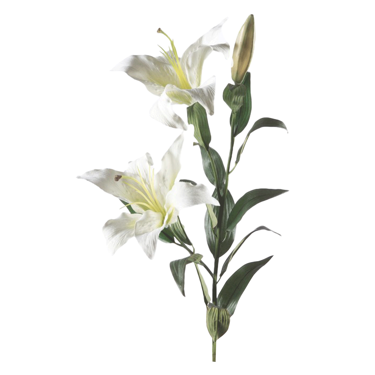 

Lilium white spray