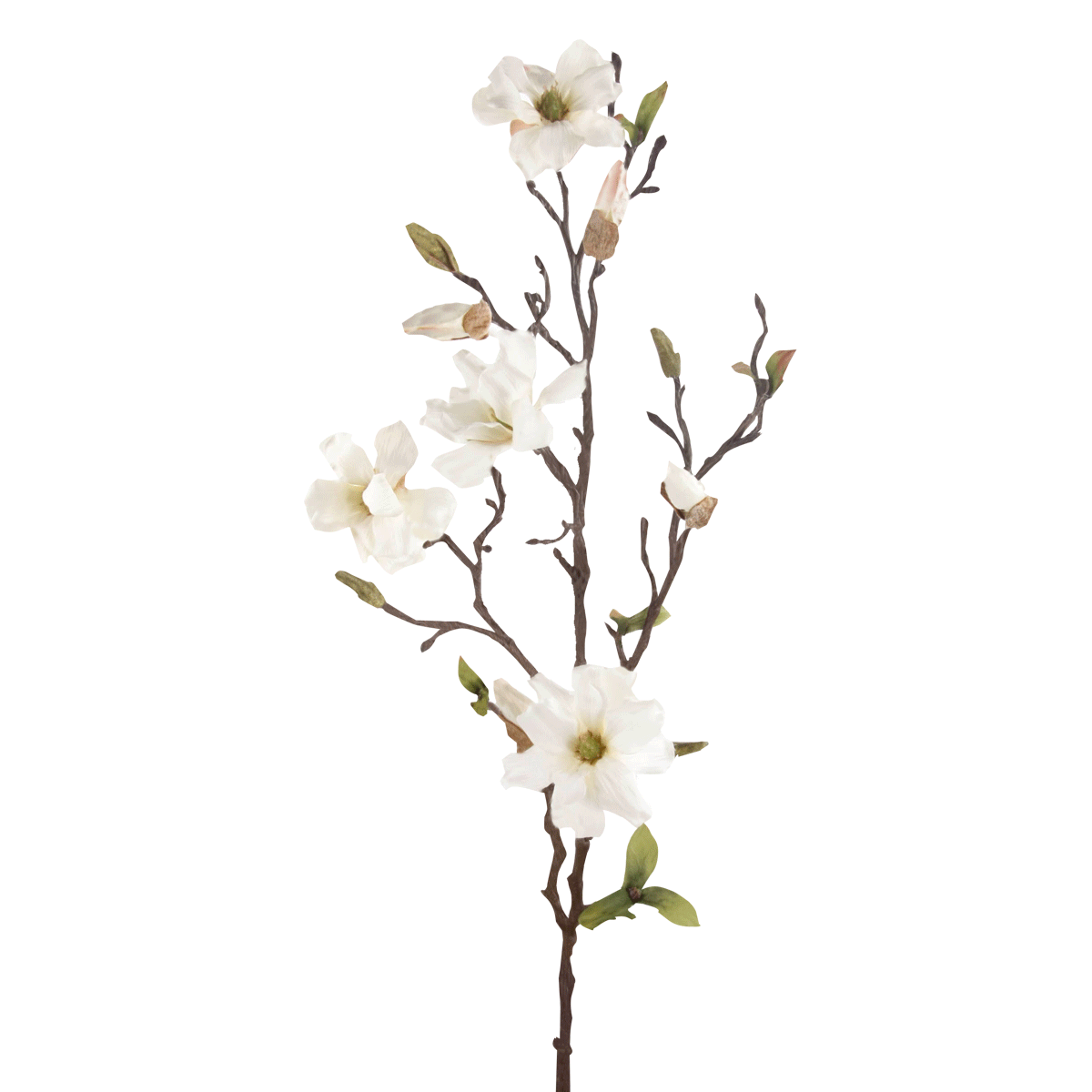 

Magnolia cream spray