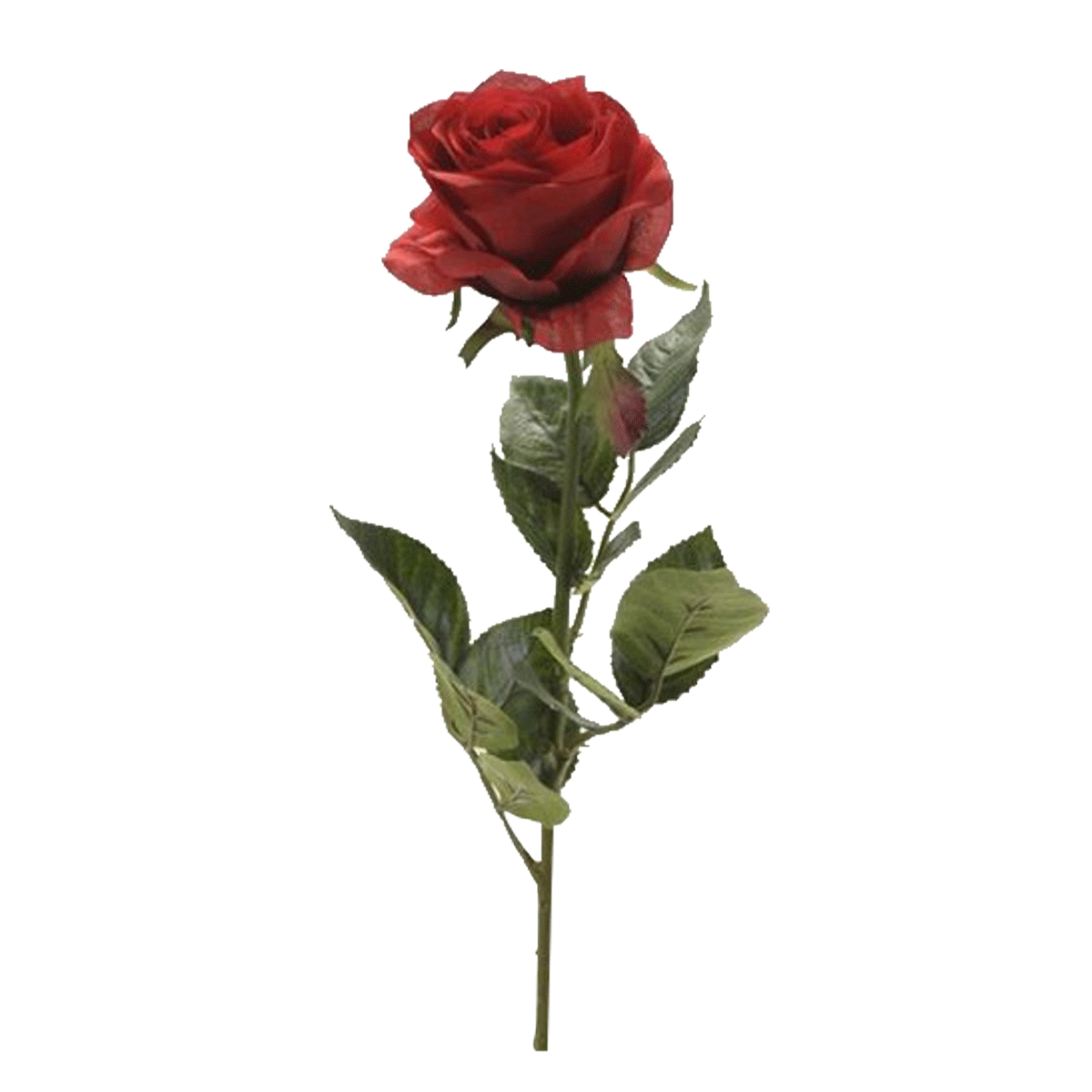 

Rose simone red single-stem