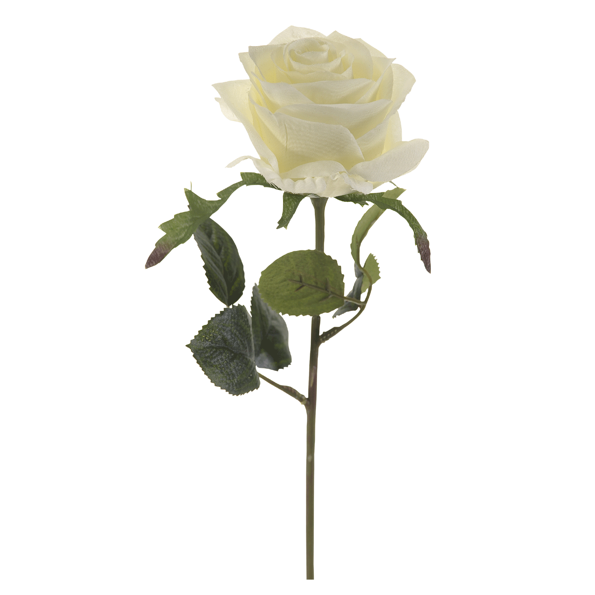 

Rose simone single stem