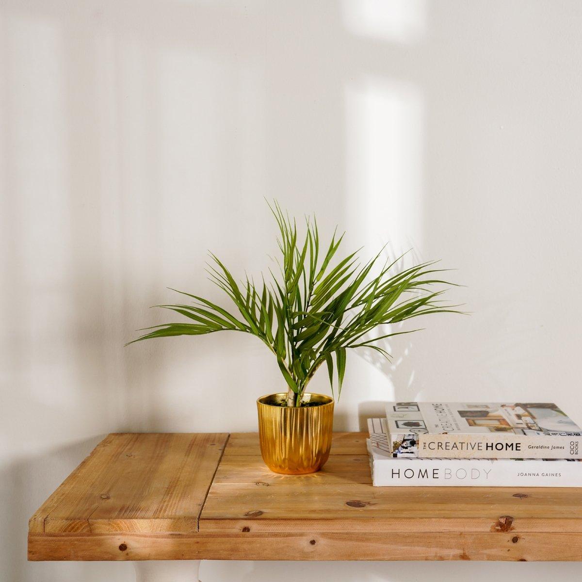 

Palm potted plant 37 cm