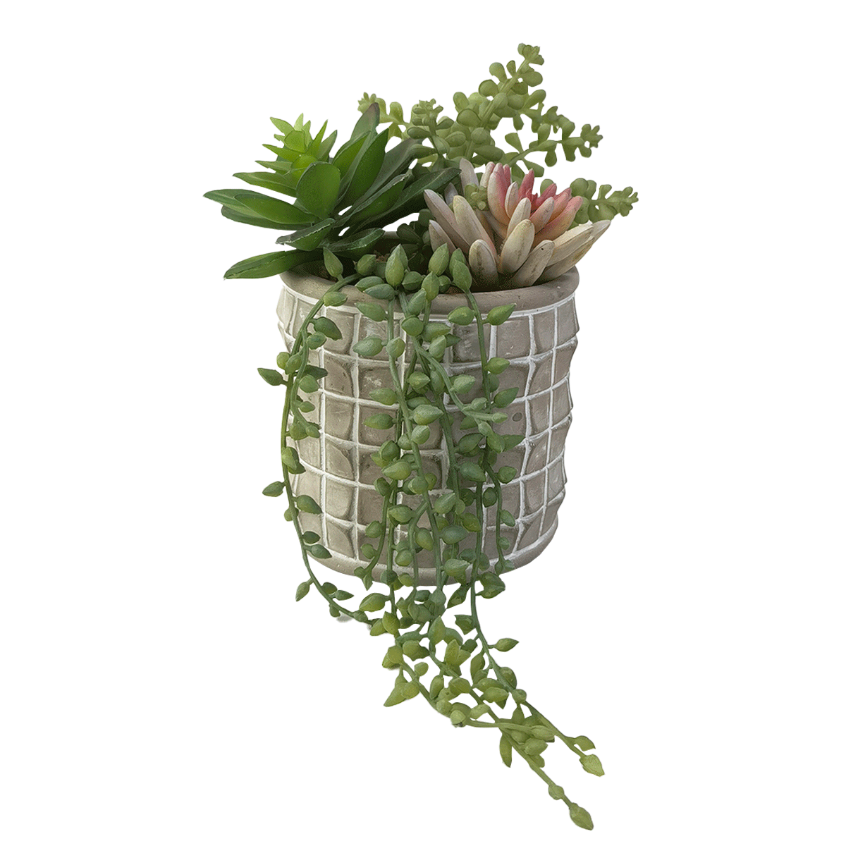 

Mixed succulent potted plant 22 cm