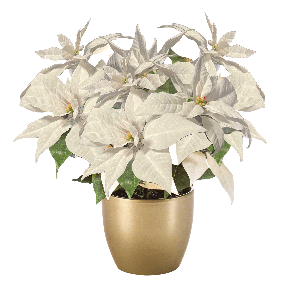 

Poinsettia bush x3 white 32cm in gold pot