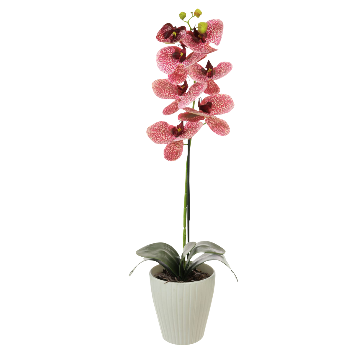 

Orchid potted fuschia 60 cm