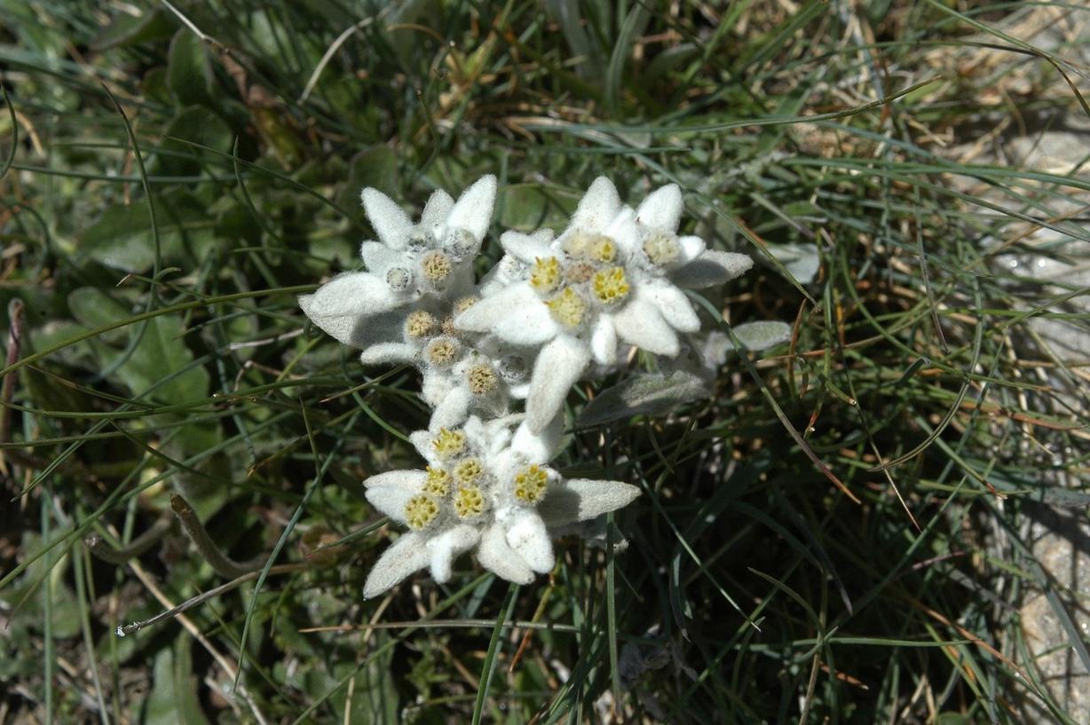 Botanischer Lehrpfad (Nr. 31)