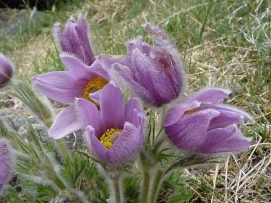 Festival der Natur 2026 - Natur & Kultur