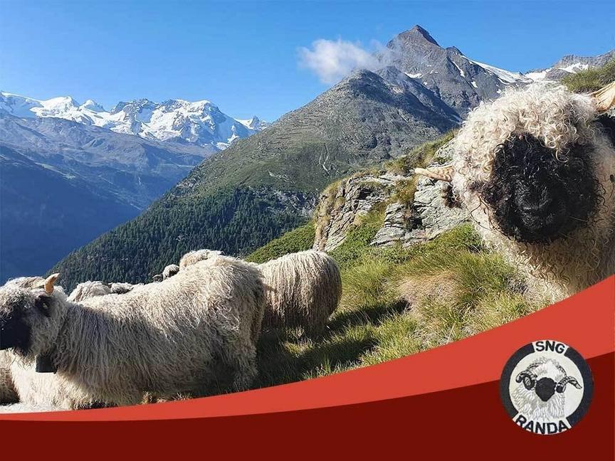 Shepherd's Festival in Randa
