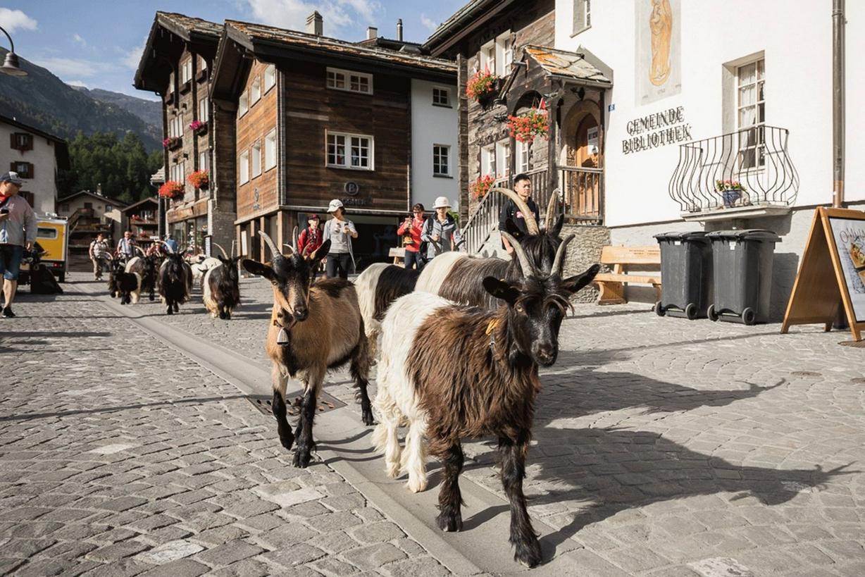 Meet a goat: Geisshirt für einen Tag