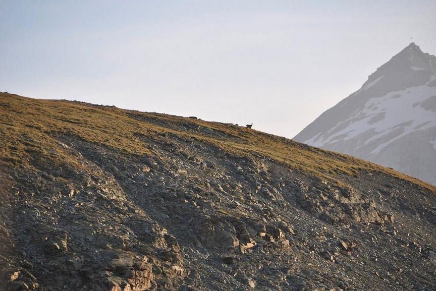 Wildlife with Swarovski binoculars Aroleid