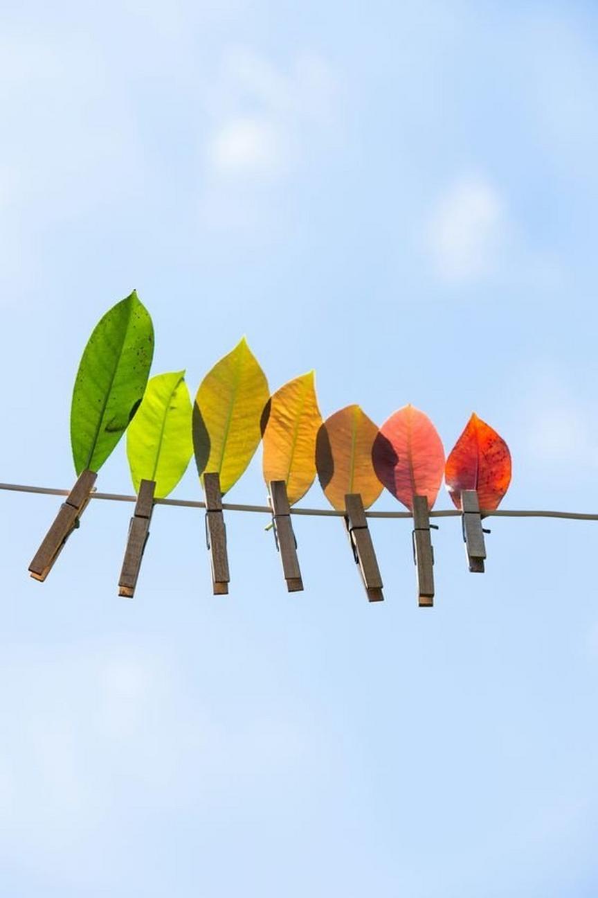 Festival der Natur - Biodiversität durch die Linse der Kunst und Chemie