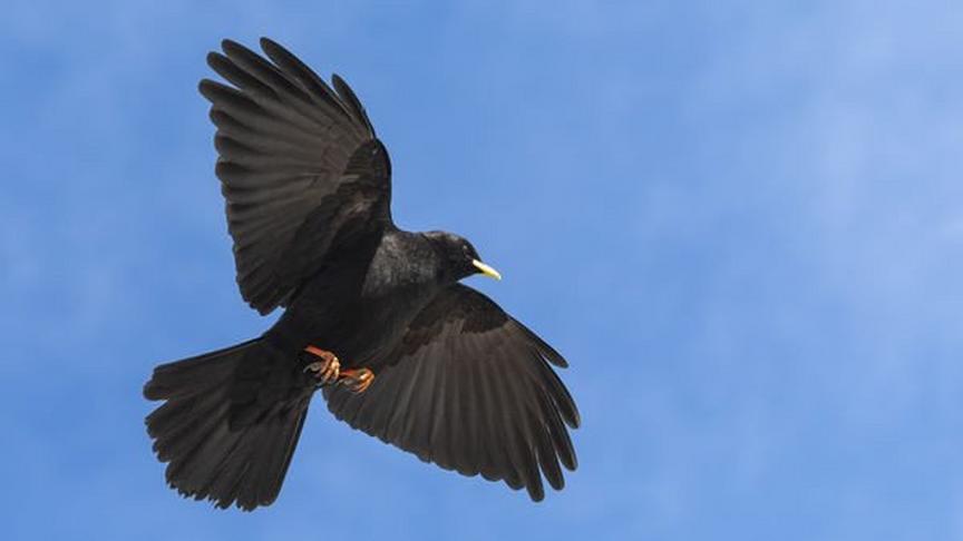 Festival der Natur - Vogelwelt in Zermatt