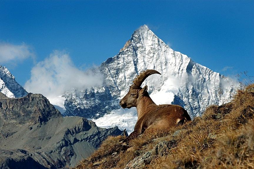 Filmvorführung - Fauna & Flora von Zermatt
