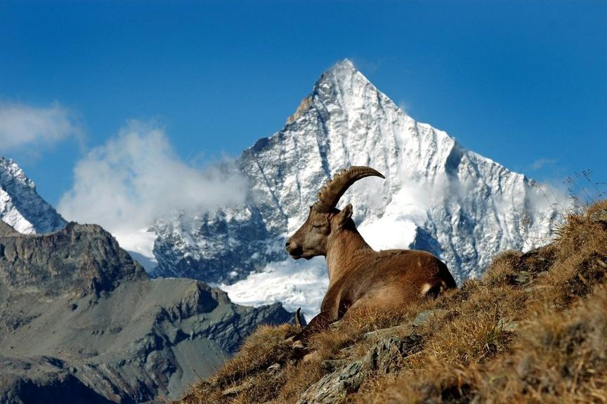 Filmvorführung - Fauna & Flora von Zermatt