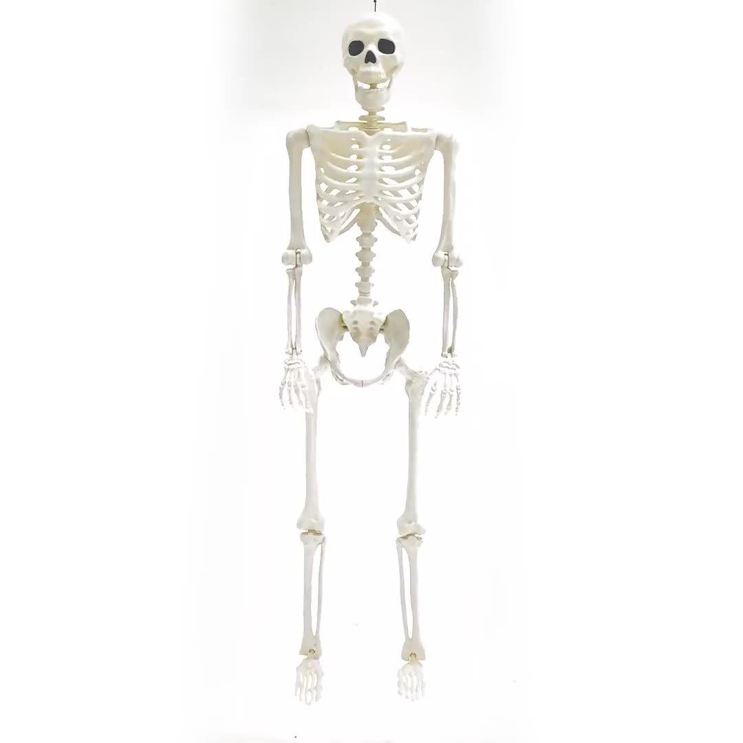 Black Light Reactive Plastic Hanging Skeleton & Black Light, 5ft