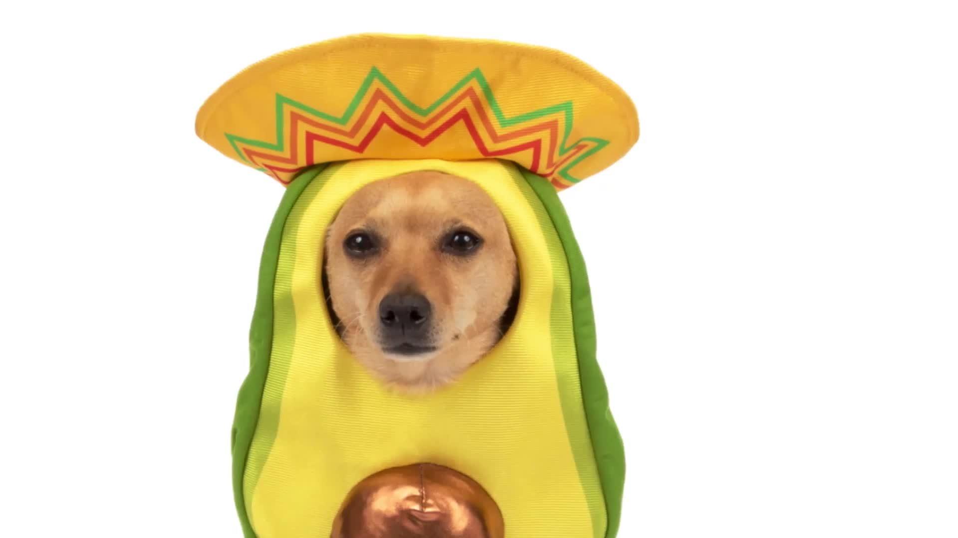 Avocado Sombrero Costume for Dogs